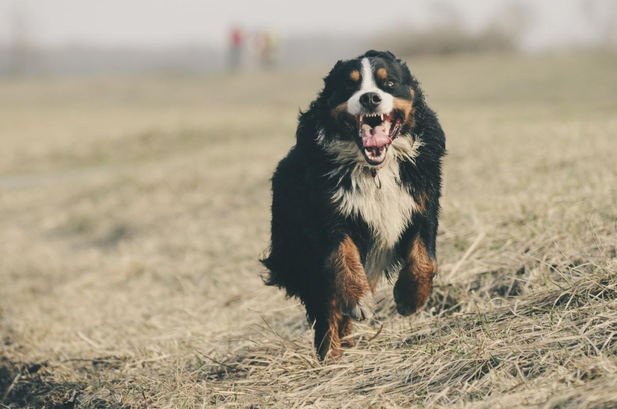 子犬画像