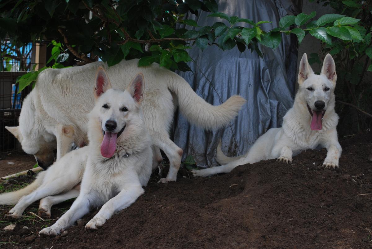 子犬画像