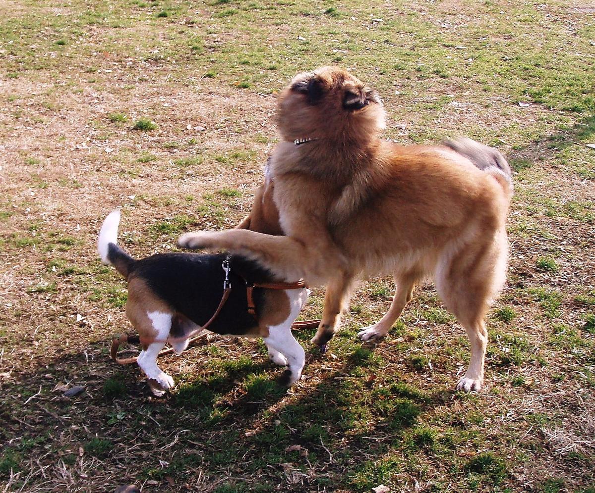 子犬画像