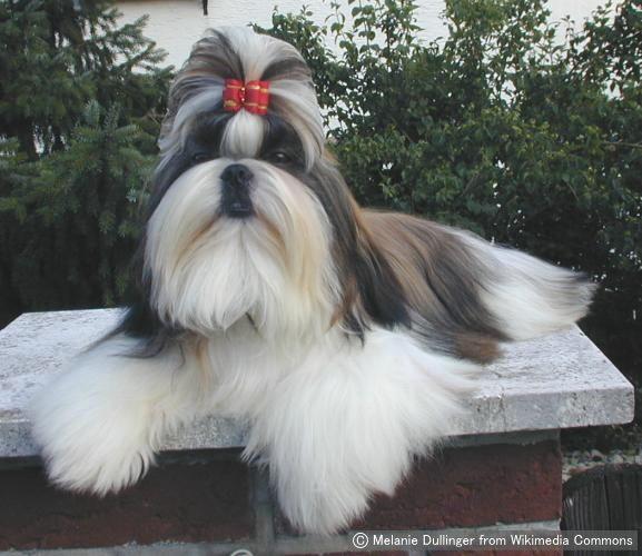 子犬画像