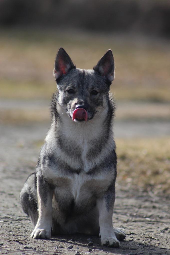 子犬画像