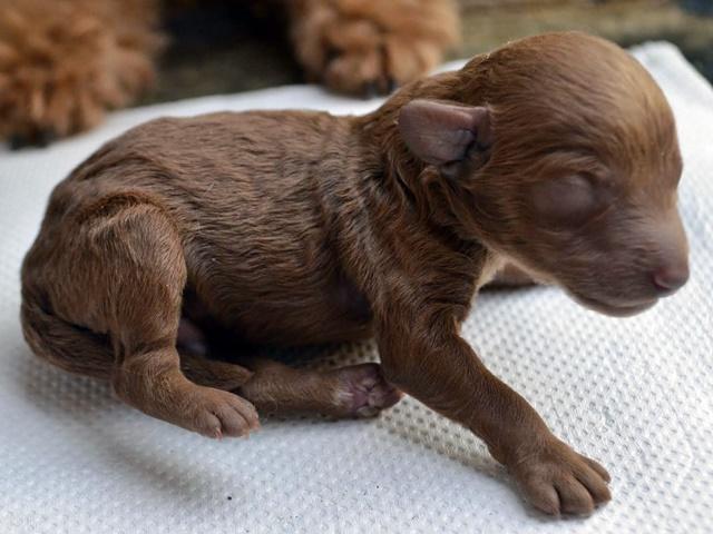 子犬画像