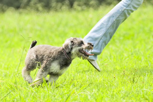 子犬画像