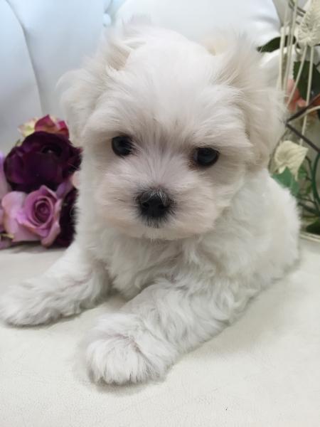 子犬画像