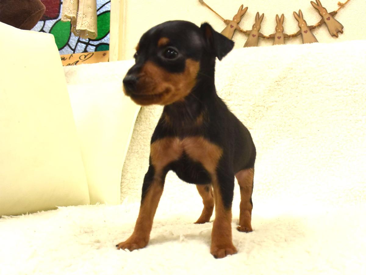 子犬画像