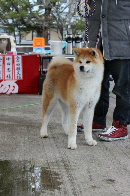 子犬画像 子犬画像