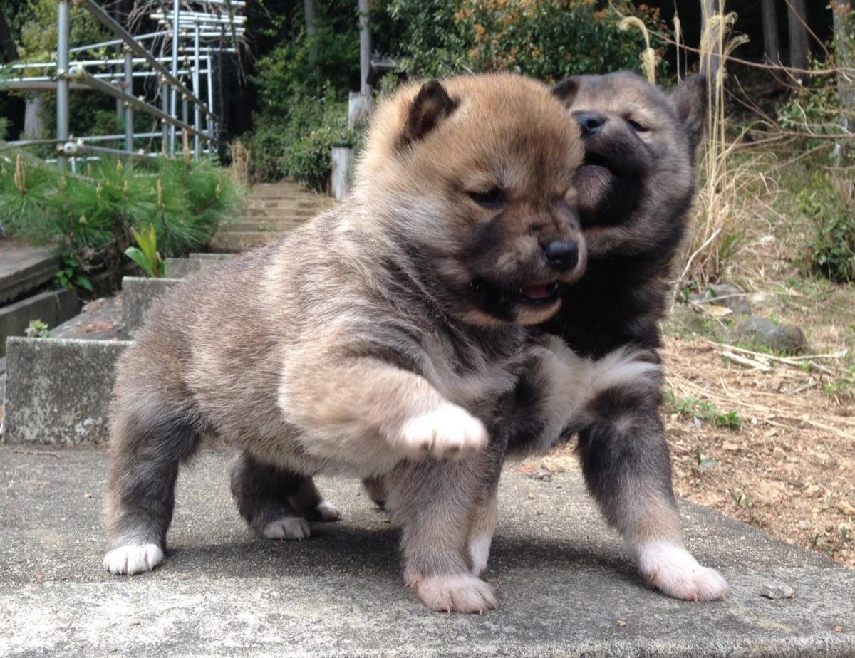 子犬画像