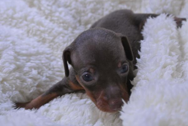 子犬画像