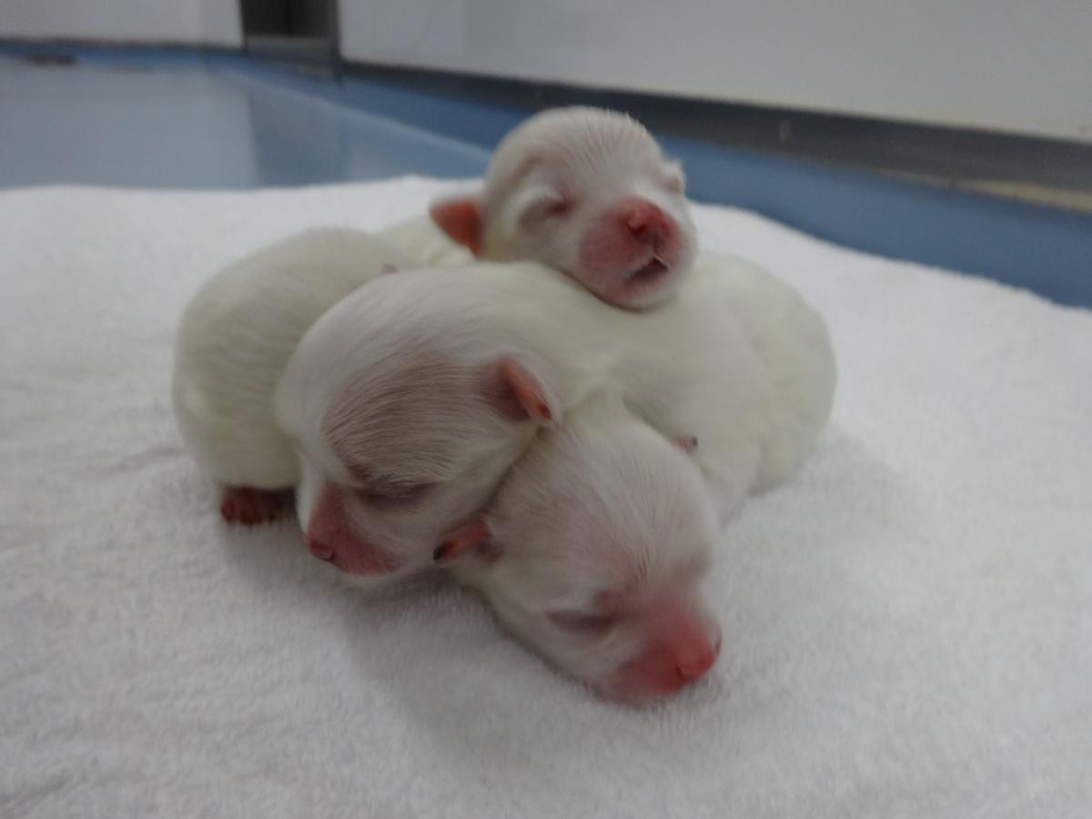 子犬画像