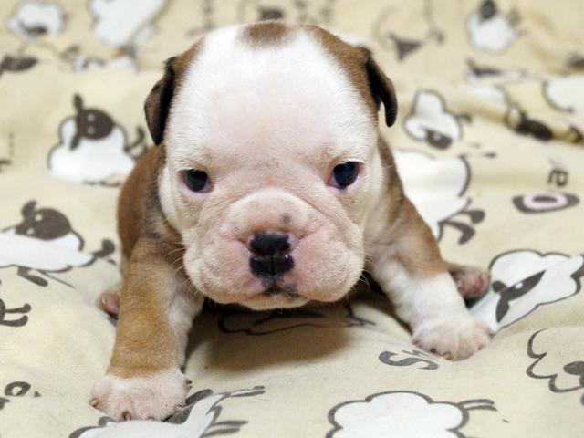 子犬画像