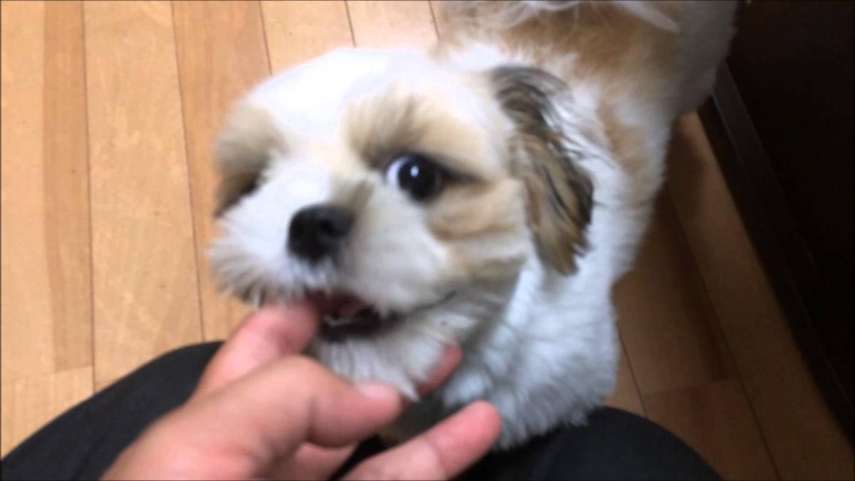 かわいい子犬図鑑