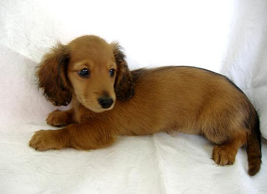 子犬画像