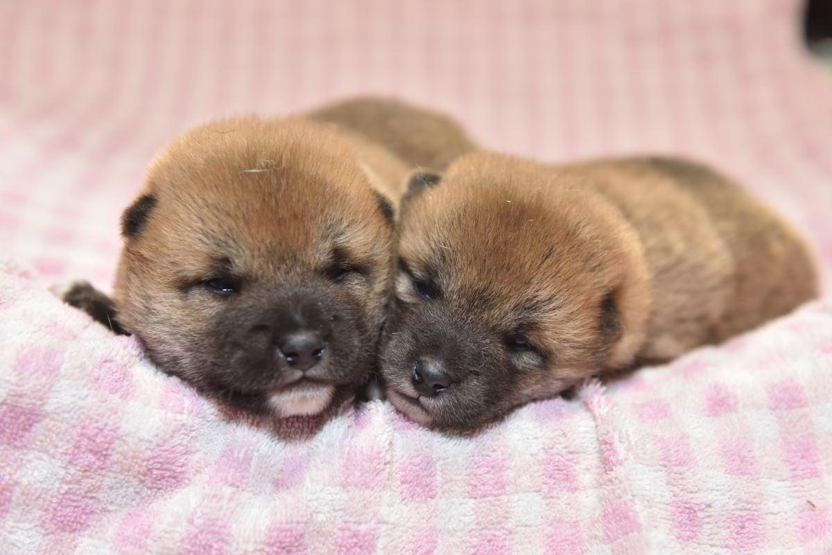子犬画像