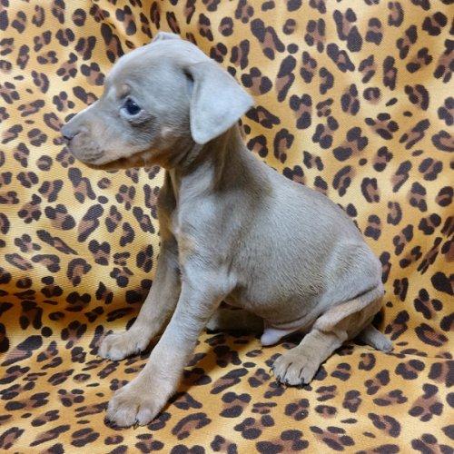 子犬画像
